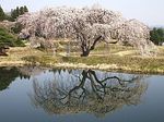 花園の枝垂桜